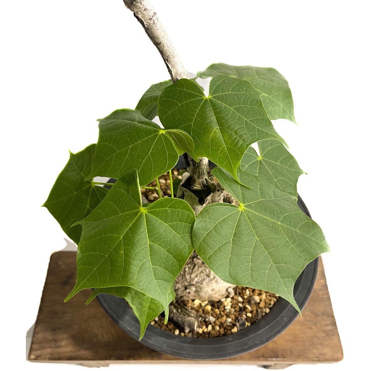 フィルミアナ コロラータ「 Firmiana colorata」6/25-849 | SHOU