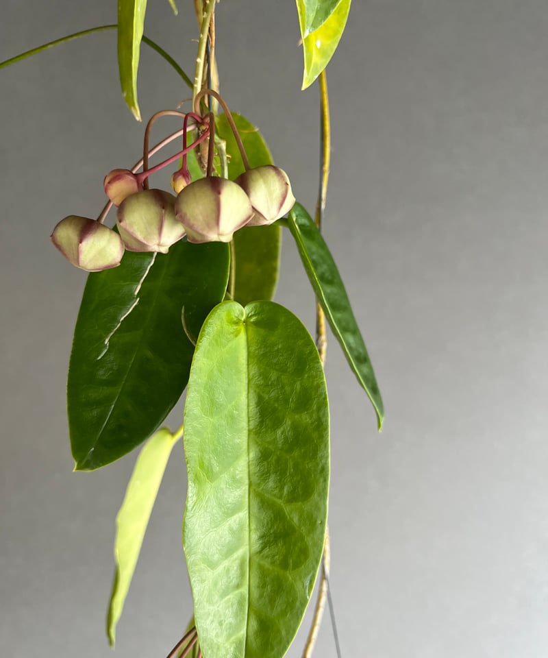 ホヤ アルクボルディアナ レッド 「Hoya archboldiana red」22L(M4)