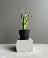 サンセベリア ES.849 斑入「Sansevieria ES. 849 var.」 8/8