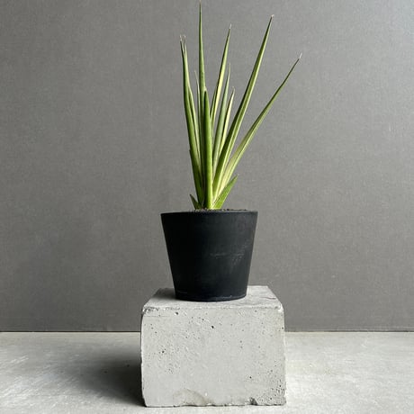 サンスベリア | STORES