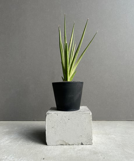 CATEGORY サンセベリア | SHOUCHIKUEN