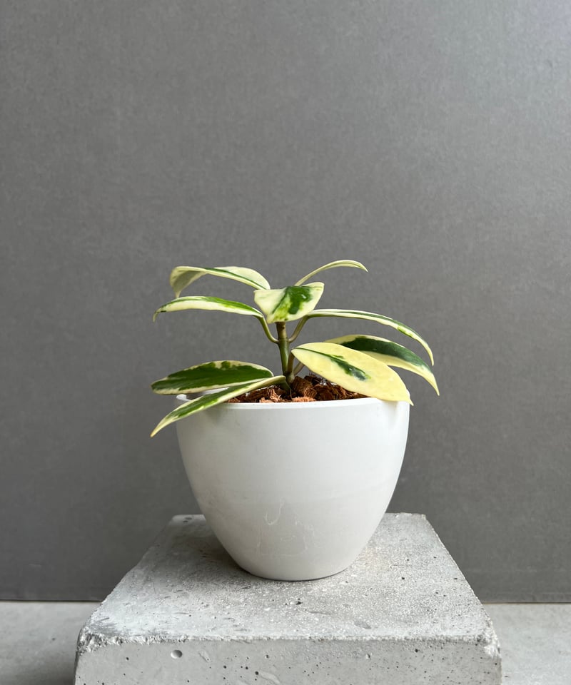 ホヤ ディバーシフォリア アルボマルギナータ ホワイト「Hoya