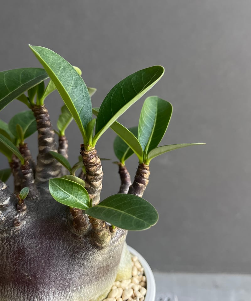 アデニウム アラビカム スーパー ドワーフ “ブラック” 「Adenium