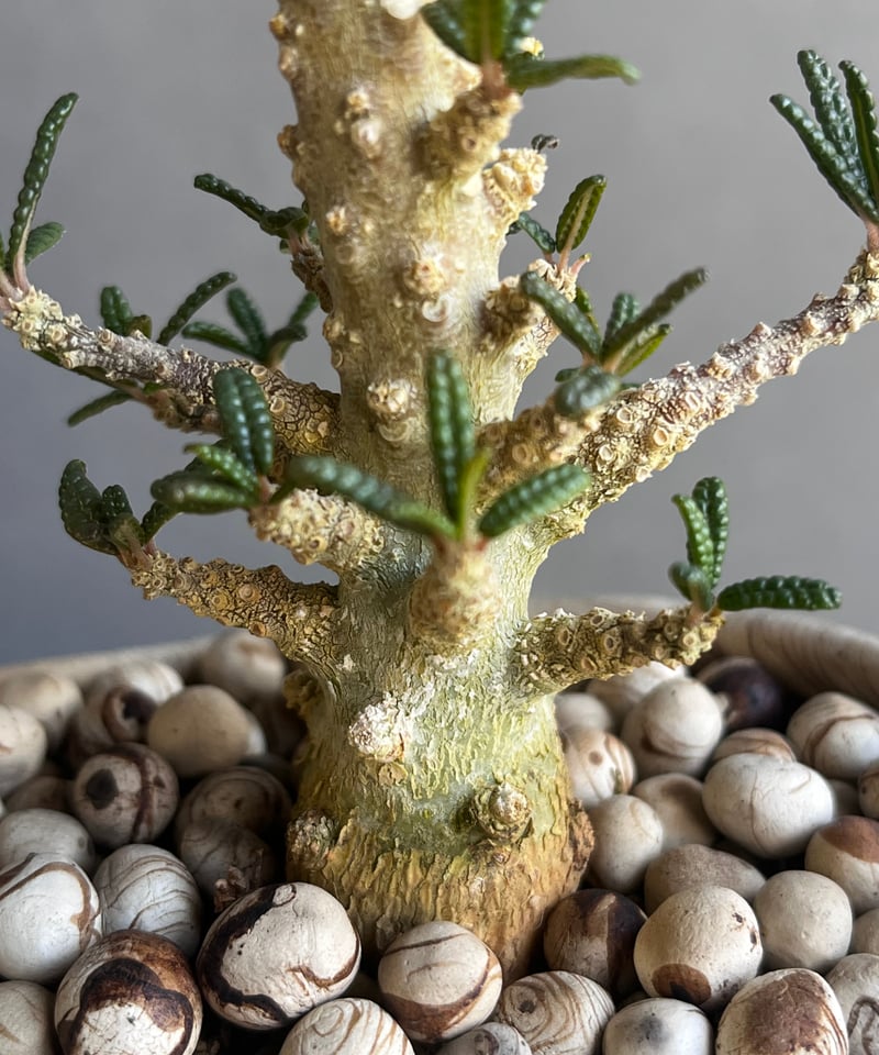 ドルステニア ギガス ブラータ+ plantsmonsters pot 「Dorstenia ドルステニア ギガス ブラータ+ plantsmonsters pot 「Dorstenia