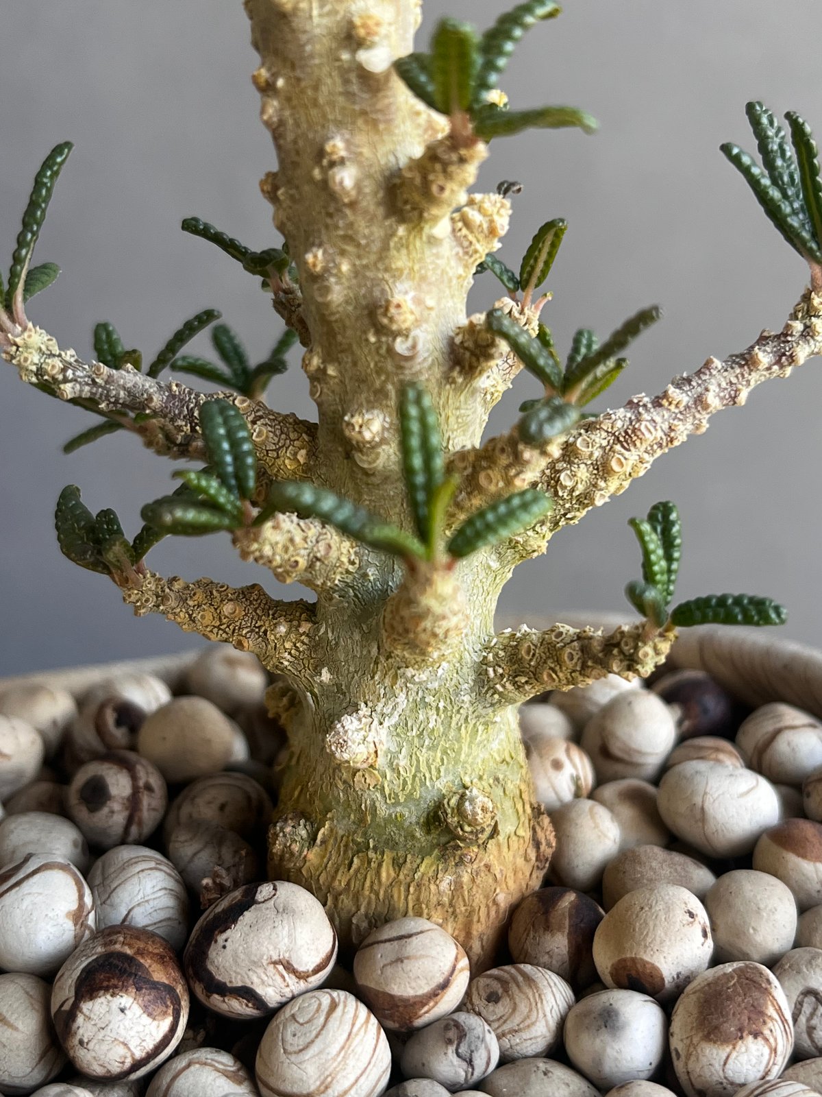 ドルステニア ギガス ブラータ+ plantsmonsters pot 「Dorstenia