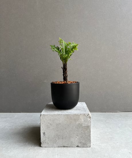 Naruto ！原種シクラメン コルチカム4号大株！ ITEM | SHOUCHIKUEN