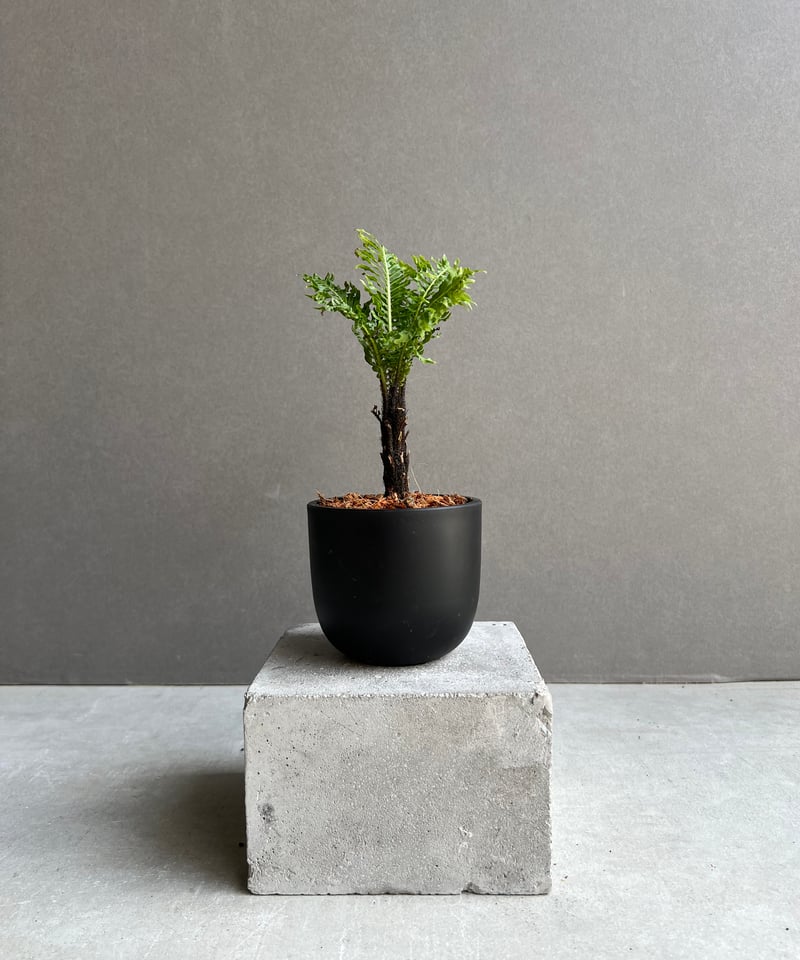 ブレクナム ギッバム ドワーフ 「Blechnum gibbum Dwarf 」75B | S