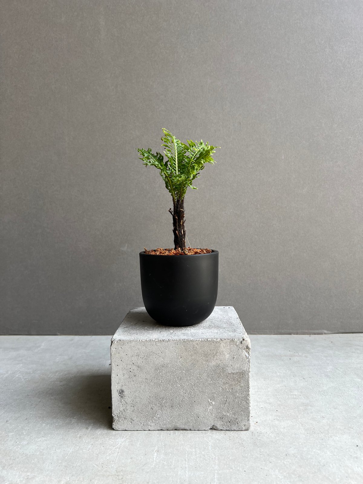 ブレクナム ギッバム ドワーフ 「Blechnum gibbum Dwarf 」75B | S