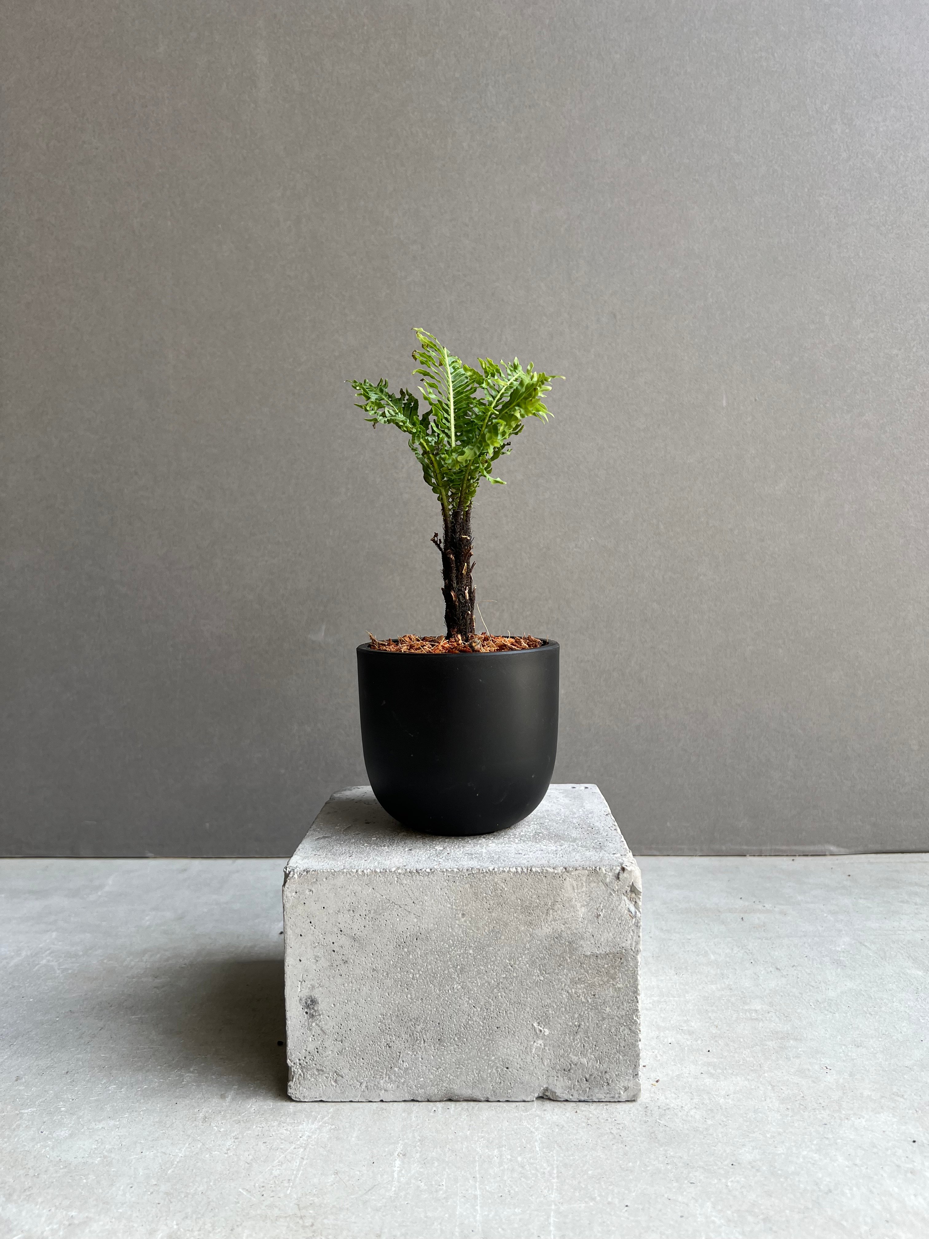 ブレクナム ギッバム ドワーフ 「Blechnum gibbum Dwarf 」75B | S