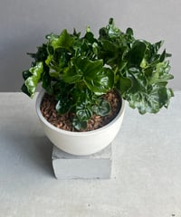 ドルステニア ラブラニー x フォエチダ 綴化「Dorstenia lavrani x foe