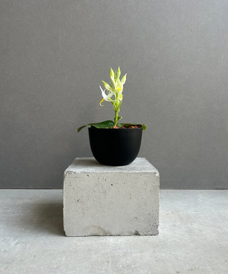 wochi　Rydeen ライディーン子株 wochi Rydeen ライディーン子株 CATEGORY Plants | SHOUCHIKUEN