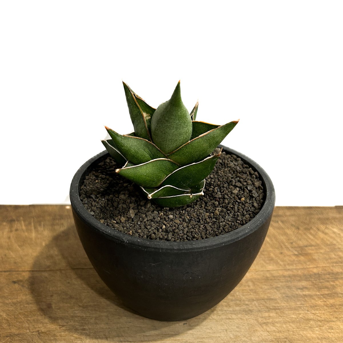 サンセベリア クラブクロー「Sansevieria Crab Claw (S. pingui