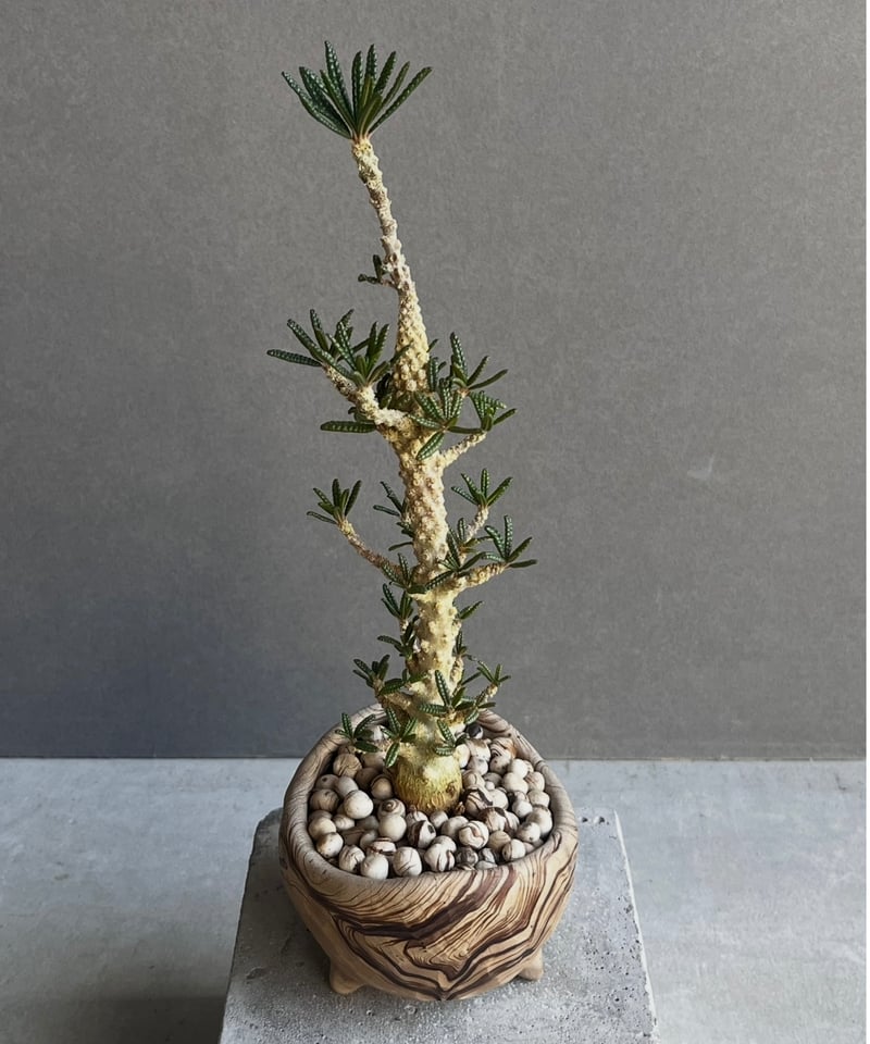 ドルステニア ギガス ブラータ+ plantsmonsters pot 「Dorstenia ドルステニア ギガス ブラータ+ plantsmonsters pot 「Dorstenia
