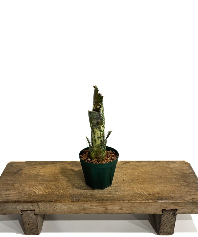 ビルベルギア ドミンゴス マーティンス「Billbergia Domingos ビルベルギア ドミンゴス マーティンス「Billbergia Domingos