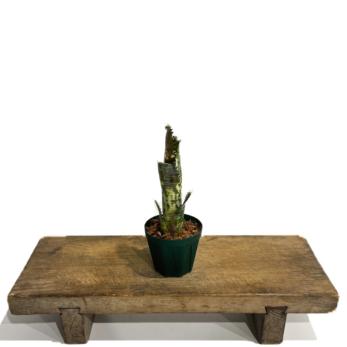 ビルベルギア ドミンゴス マーティンス「Billbergia Domingos ビルベルギア ドミンゴス マーティンス「Billbergia Domingos
