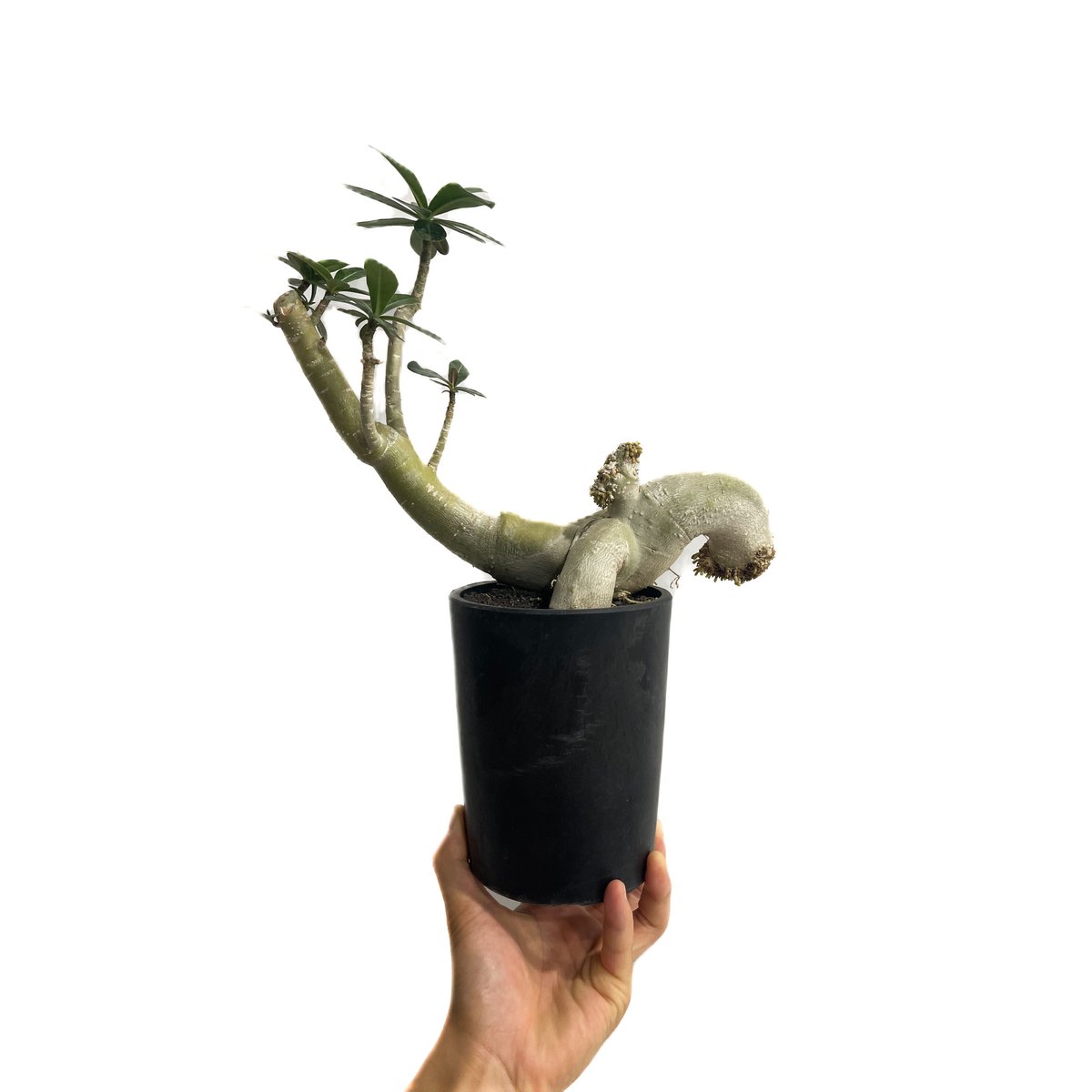 アデニウム オベスム Adenium obesum アデニウム オベスム “ブラック “「Adenium obesum “BLACK” 」11/