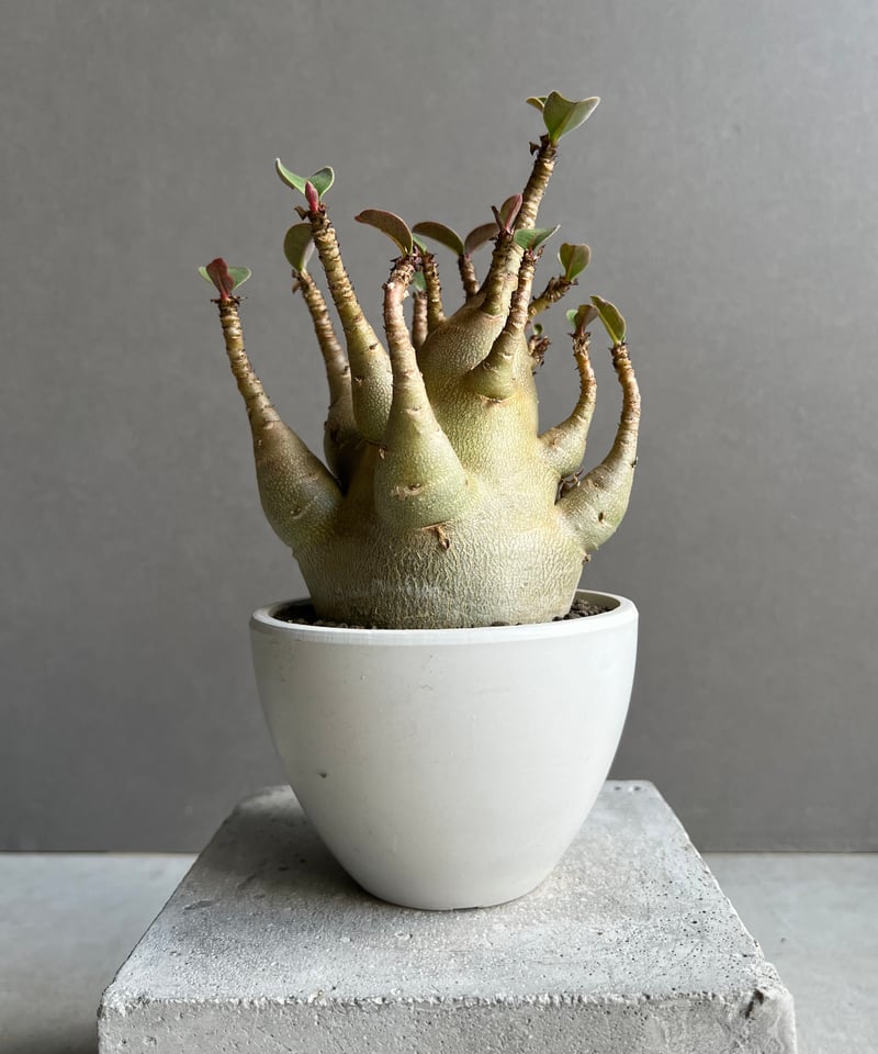 アデニウム アラビカム スーパー ドワーフ タイプ 「Adenium arabicum