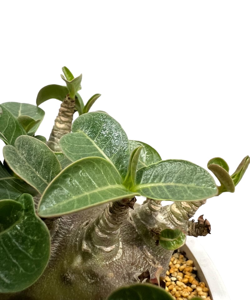 アデニウム アラビカム スーパー ドワーフ タイプ 「Adenium arabicum