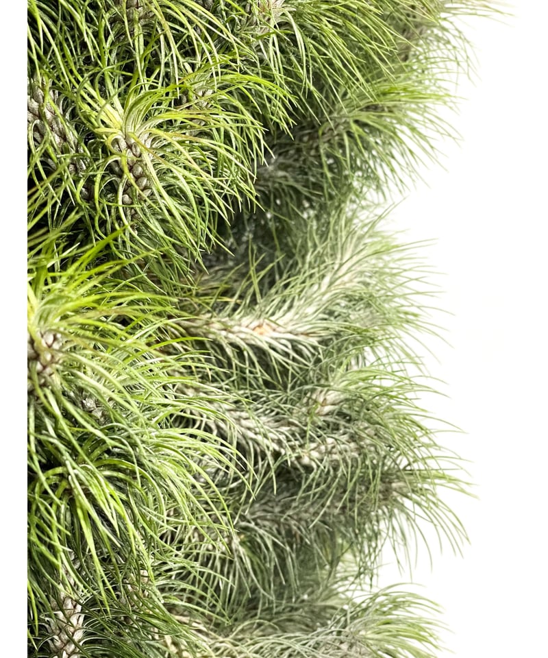 ティランジア フンキアナ レクルビフォリア 「Tillandsia funckiana var