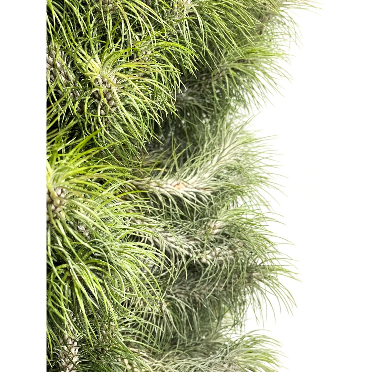 ティランジア フンキアナ レクルビフォリア 「Tillandsia funckiana var