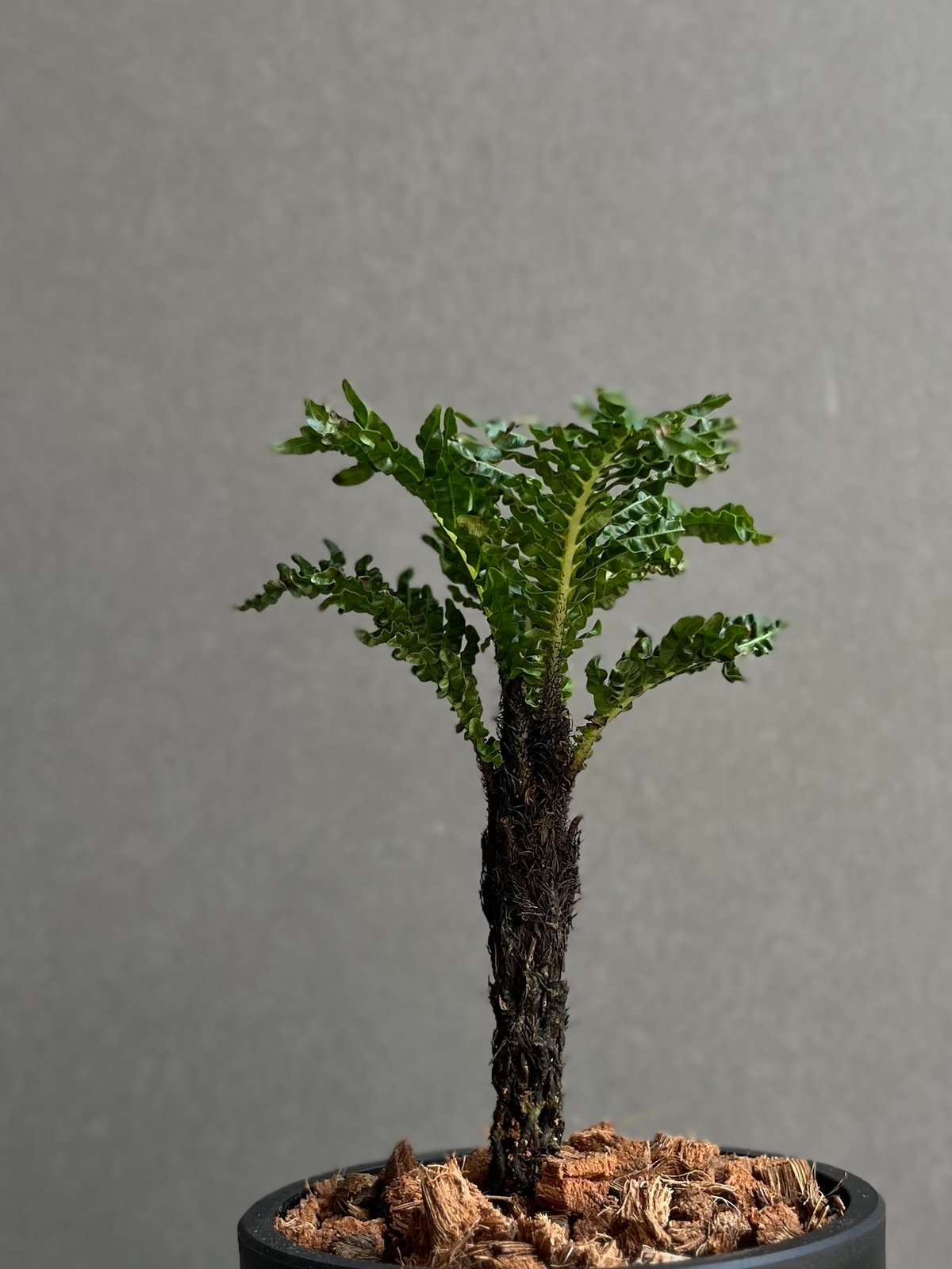 ブレクナム ギッバム ドワーフ 「Blechnum gibbum Dwarf 」101D |