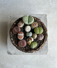 ビカクシダ ウィリンキー スポアリング バンナ セレクト「P