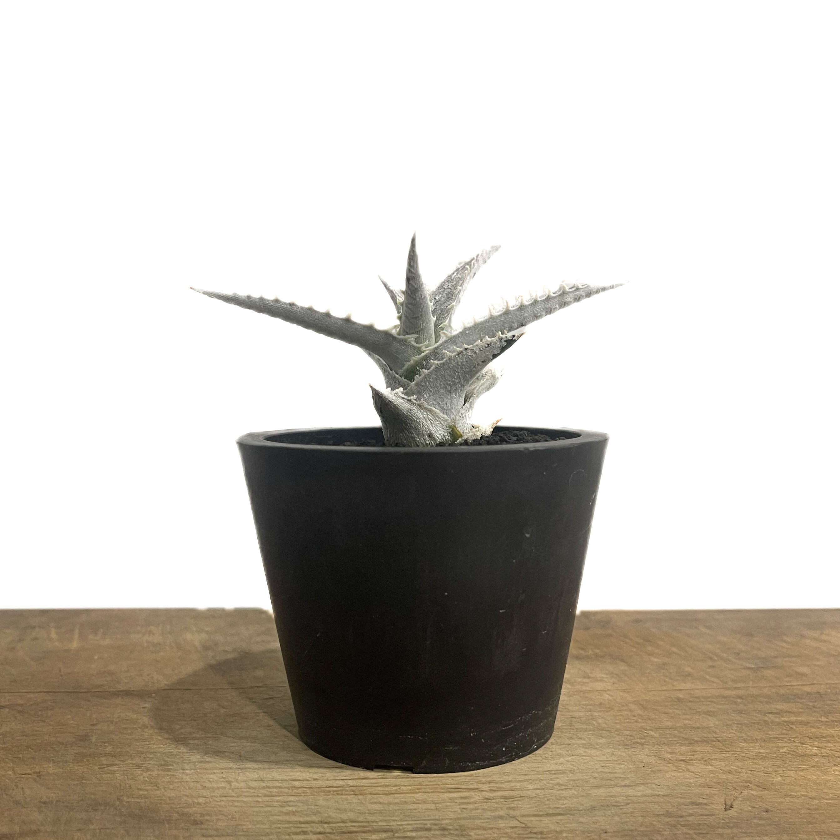 ディッキア ハイブリッド 「Dyckia Hybrid」98E-1 | SHOUCHIKUEN