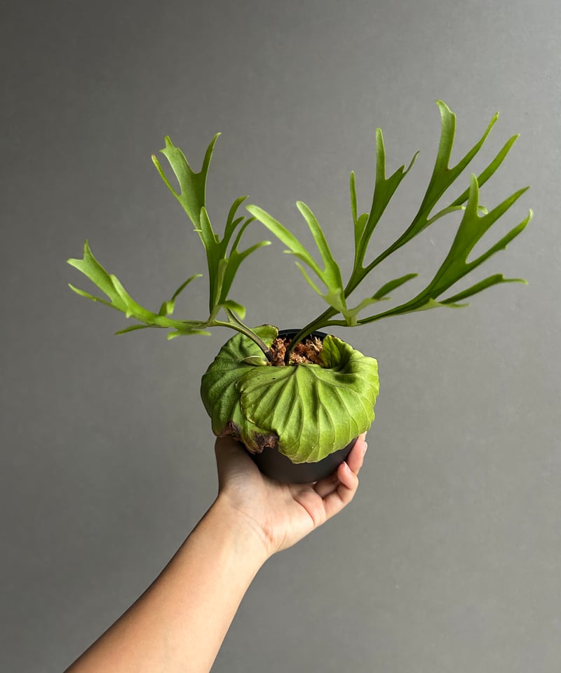 ビカクシダ リドレイ “パカラン”「Platycerium ridleyi “Pakarang