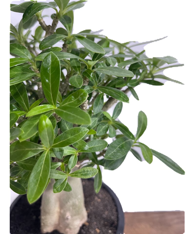 アエオニウム　ベストコンディション アデニウム オベスム 4号 Rich Overflowing（13）｜観葉01-D1