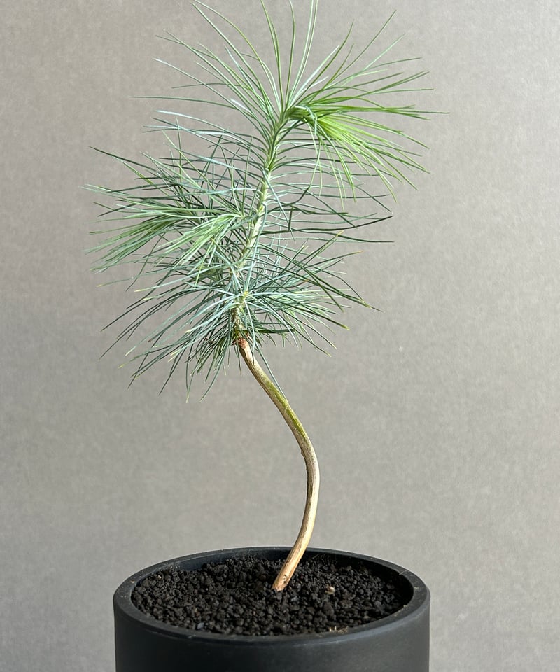 マルチネス ピニョンマツ「Pinus maximartinezii Rzed」11J | SH