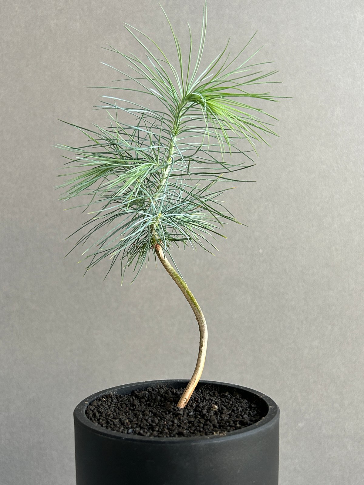 マルチネス ピニョンマツ「Pinus maximartinezii Rzed」11J | SH