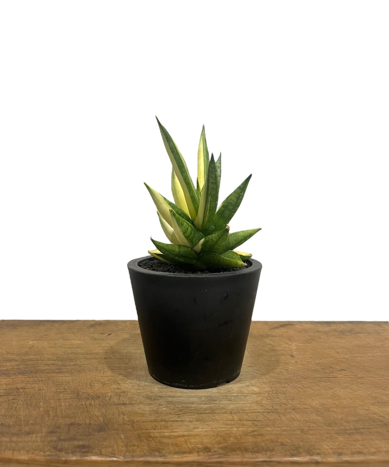 サンセベリア ミン マニー 斑入 (ハーフムーン ) 「Sansevieria
