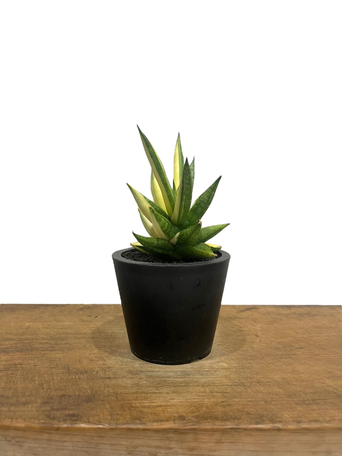 サンスベリア Sansevieria Mingmanee v B 我が家のサンスベリア ミンマニー Ming Manee 先月は横に寝てる