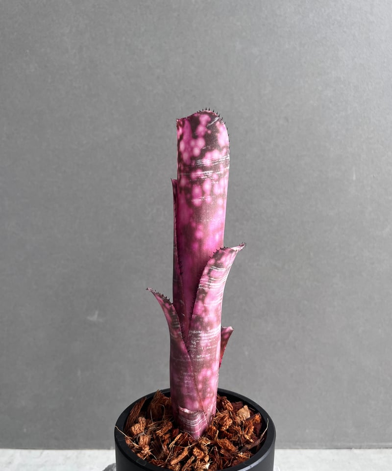 ビルベルギア インセンディアリー デライト 「Billbergia