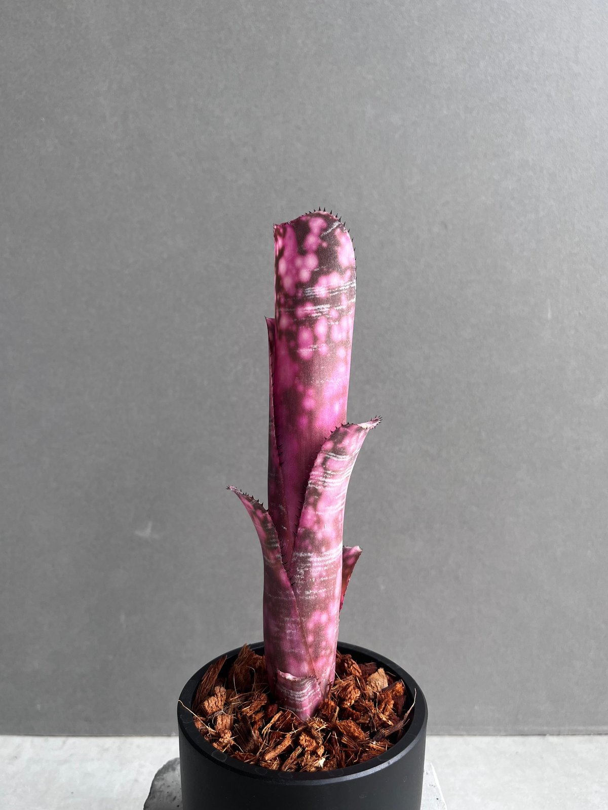 Billbergia ビルベルギア　インセンディアリーデライト ビルベルギア インセンディアリー デライト 「Billbergia