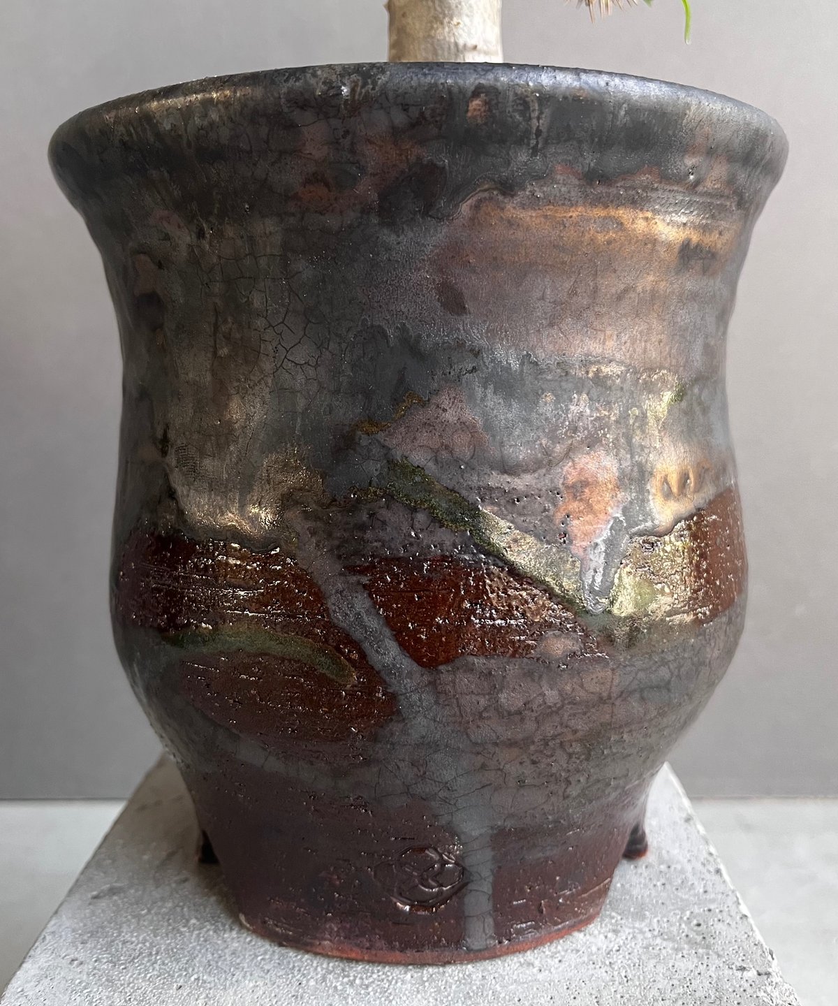 KiiiKiii ポラロイド ハウム 和歌山県植物公園】 キイジョウロホトトギス たくさん咲いてきました