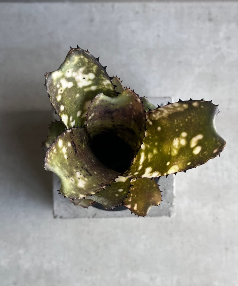 ビルベルギア コールド フュージョン 「Billbergia Cold Fusion