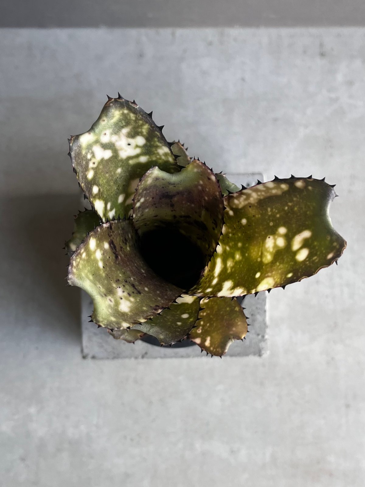 ビルベルギア コールド フュージョン 「Billbergia Cold Fusion」2B |