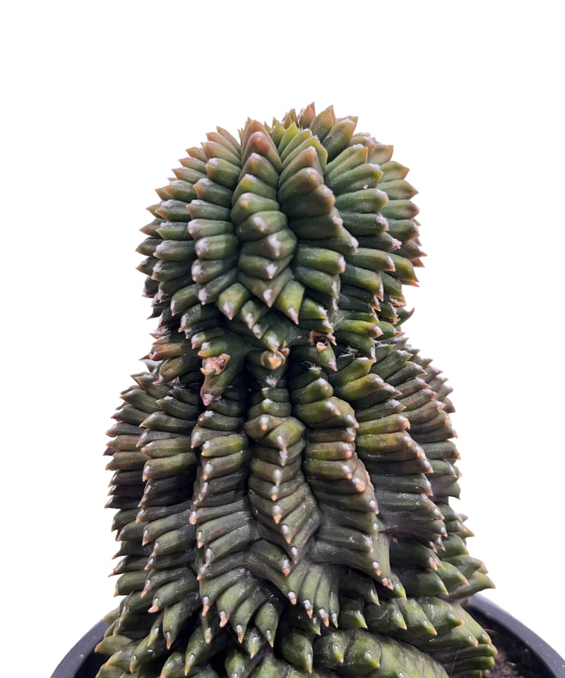 ギムノカリキウム ミハノビッチ 変異種 “選抜個体”「 Gymocalycium