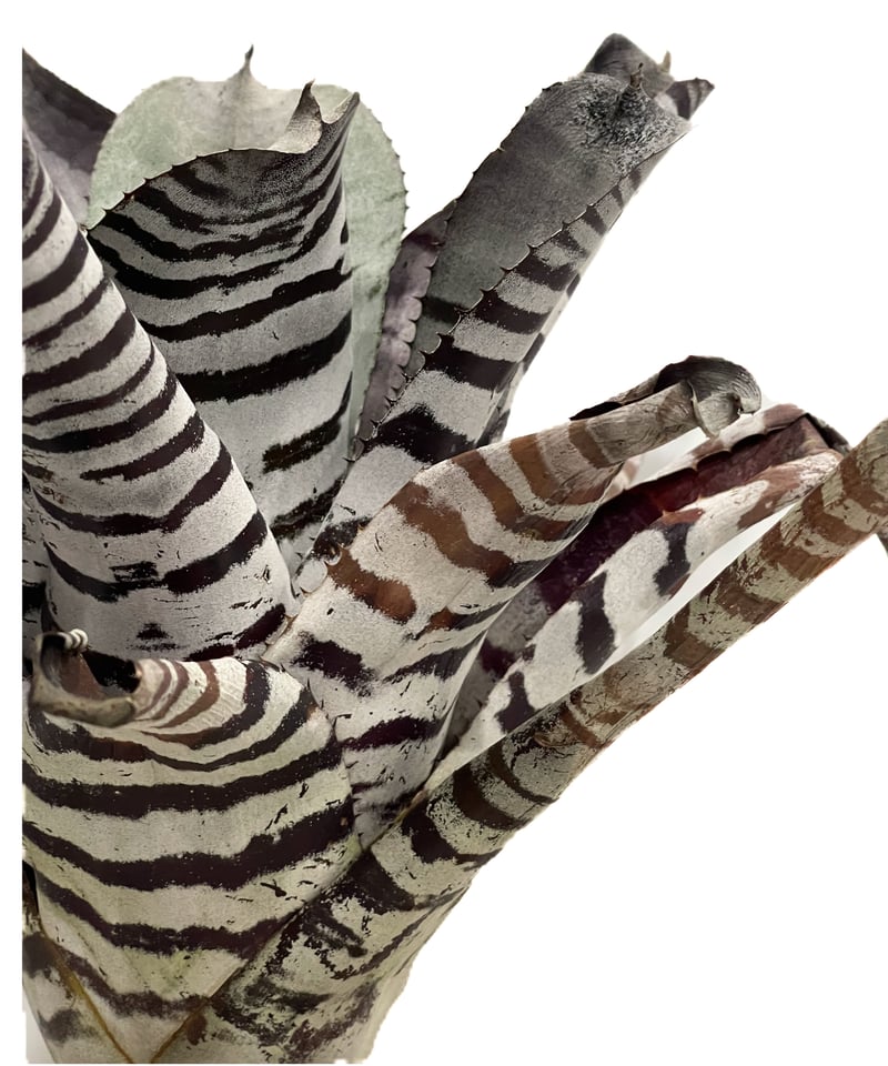 エクメア チャンティニー ブラック セレクト「Aechmea chantinii Black