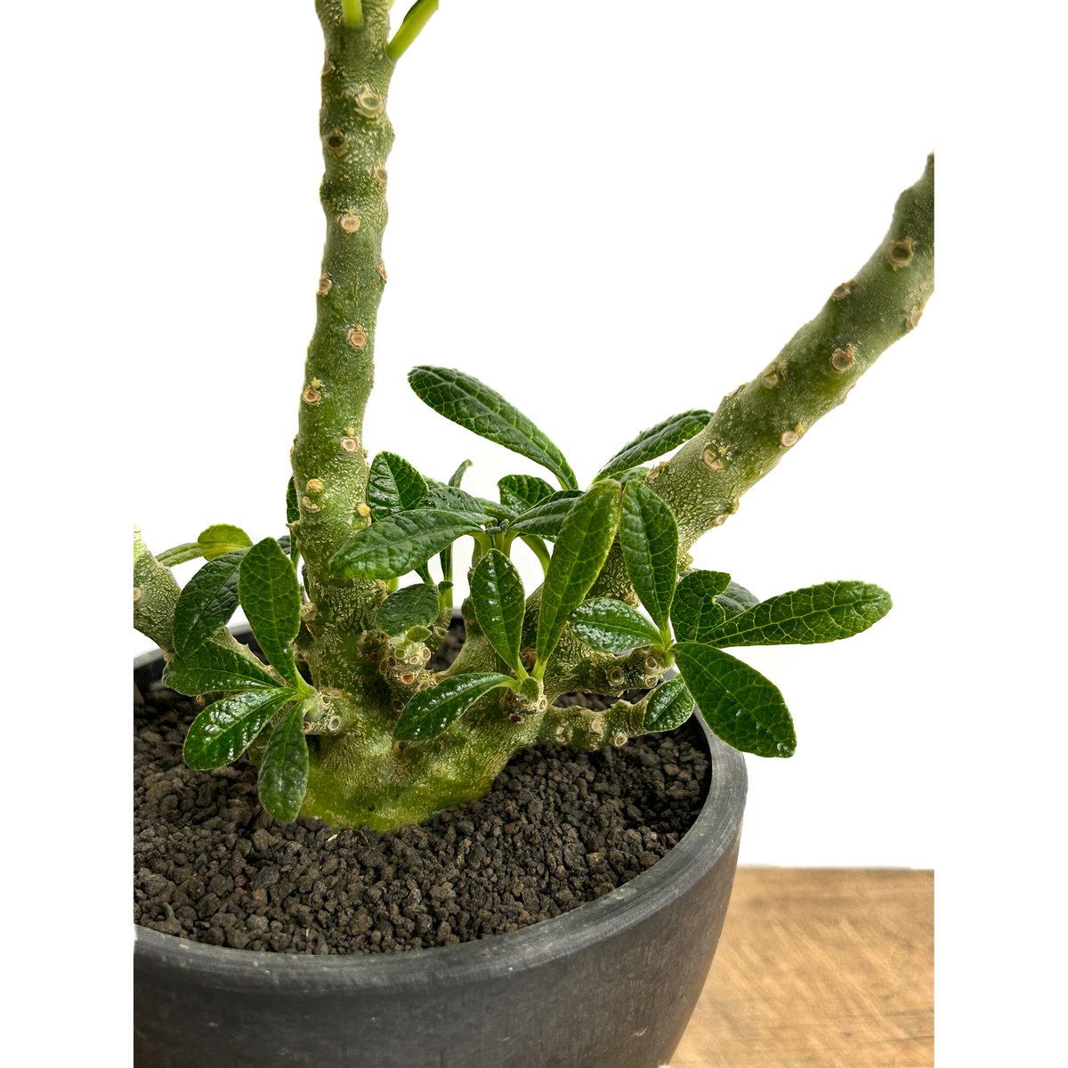 ドルステニア ギガス「Dorstenia gigas」5/12-487 | SHOUCHIKUEN ドルステニア ギガス「Dorstenia gigas」5/12-487 | SHOUCHIKUEN