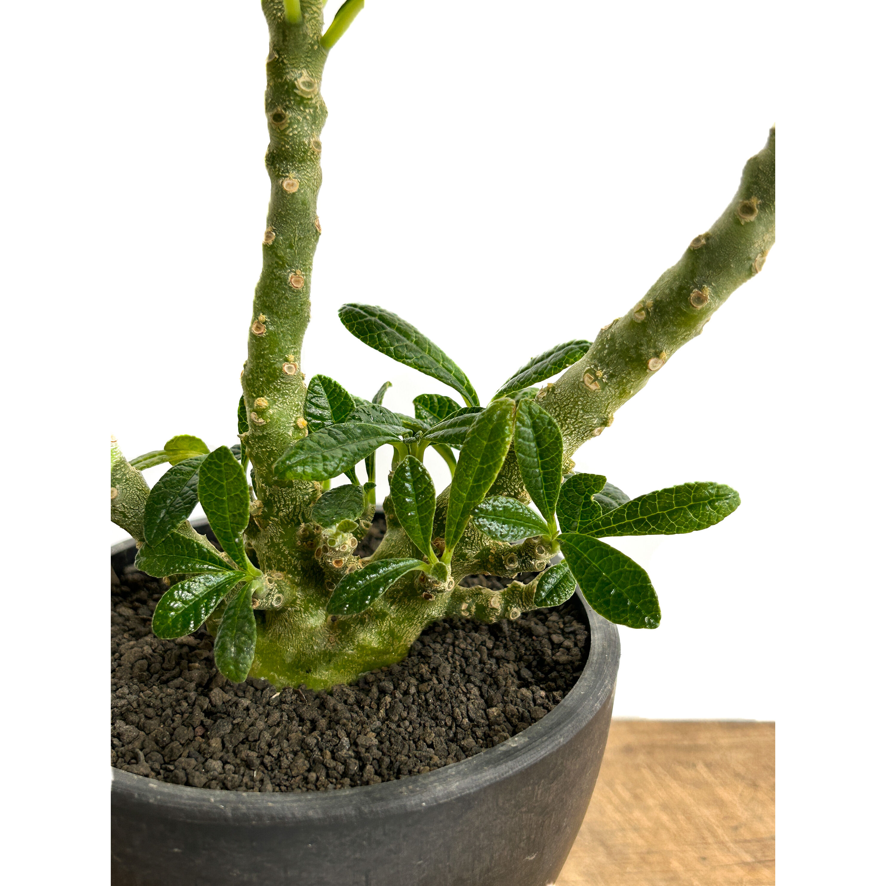 ドルステニア ギガス「Dorstenia gigas」5/12-487 | SHOUCHIKUEN