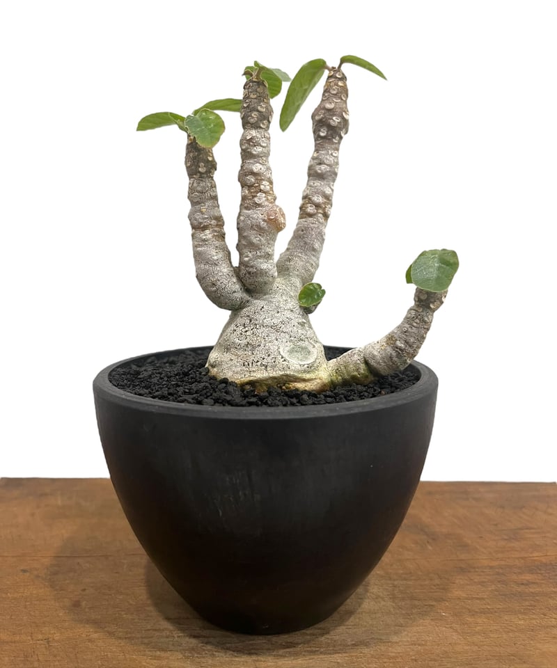 ドルステニア　フォエチダ　大株　多頭株 ドルステニア フォエチダ 大株 多頭株