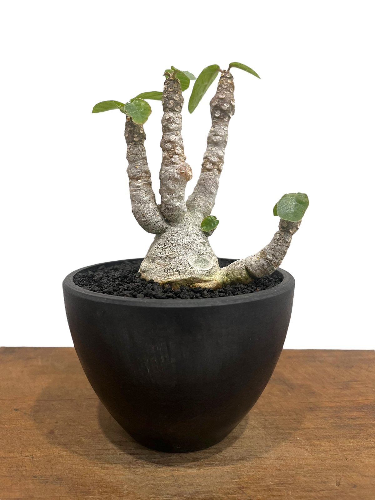 ドルステニア フォエチダ “多頭タイプ” 「Dorstenia foetida