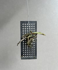 ティランジア フンキアナ クランプ ④「Tillandsia funckiana」12/9 |