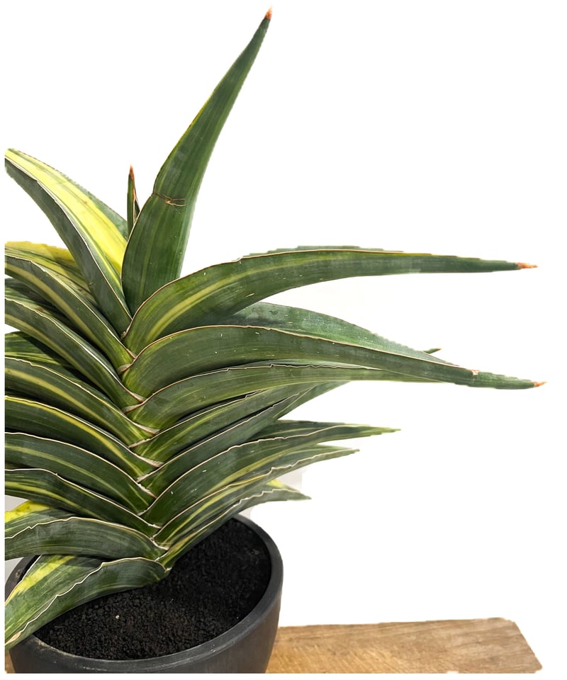 サンセベリア エーレンベルギー 斑入「Sansevieria ehrenbergii Var.