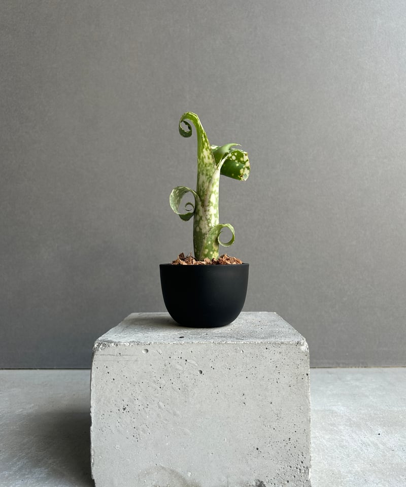 ビルベルギア レプトポーダ 「Billbergia leptopoda」91K | SHOUC