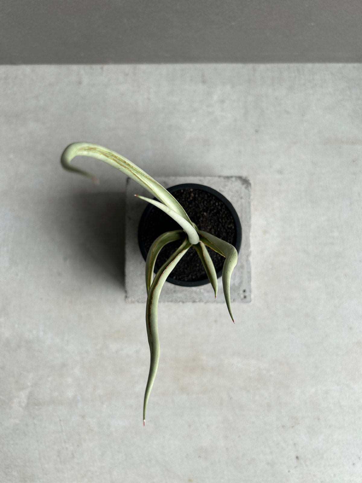 サンセベリア シルバー スパイラル「Sansevieria Silver Spiral (b