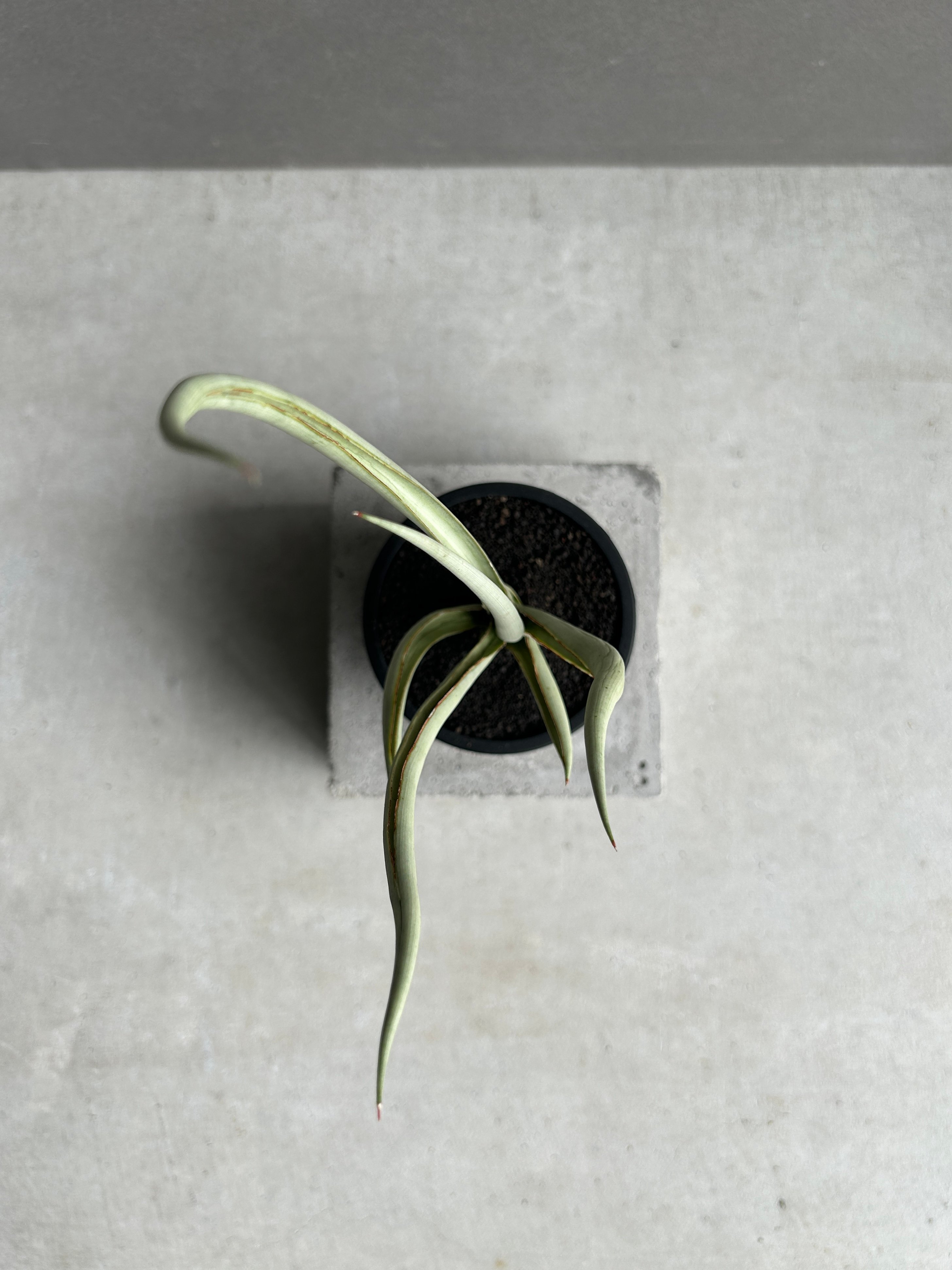 サンセベリア シルバー スパイラル「Sansevieria Silver Spiral (b