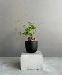 HOYA・ホヤ・Clandestina yellow・このまま発送 HOYA・ホヤ・Clandestina yellow・このまま発送 HOYA・ホヤ